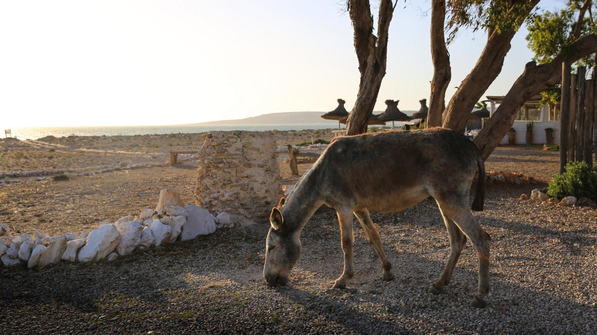 Suite Beldi, La Maison Des Paons Sidi Kaouki Eksteriør bilde